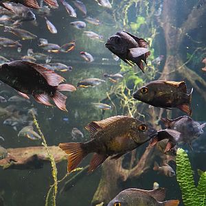 Mangarahara cichlids (Ptychochromis insolitus) and Loiselle's Malagasy cichlids (Ptychochromis loisellei), 2024-06-08