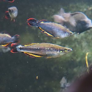 Madagascar silverside (Bedotia madagascariensis), 2024-06-08