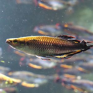 Madagascar silverside (Bedotia madagascariensis), 2024-06-08