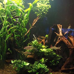 Denison barb and Siamese algae eater tank, 2024-06-08