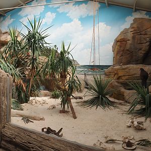 Cuban iguana exhibit, 2024-06-08