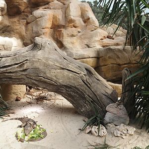 Cuban iguana exhibit, 2024-06-08