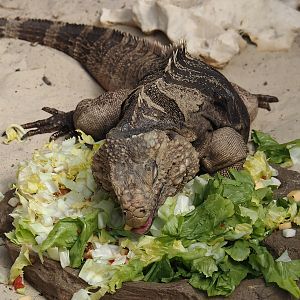 Cuban iguana (Cyclura nubila nubila), 2024-06-08