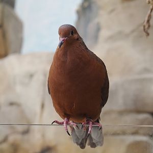 Socorro dove (Zenaida graysoni), 2024-06-08