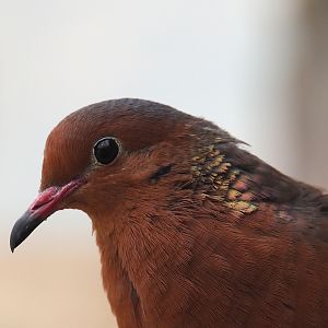 Socorro dove (Zenaida graysoni), 2024-06-08