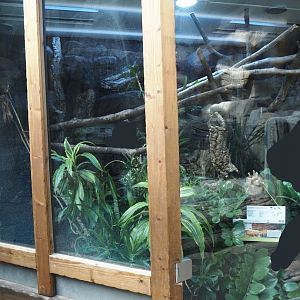 Jamaican boa terrarium, 2024-06-08