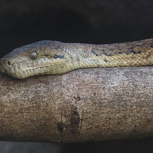 Jamaican boa (Chilabothrus subflavus), 2024-06-08