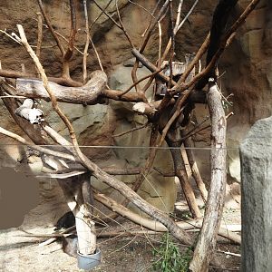 Cuban hutia exhibit, 2024-06-08