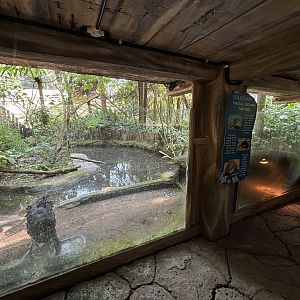 Black Swan + Assorted Turtles Exhibit