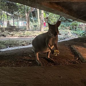 Dusky Pademelon