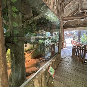 Javan Mongoose Exhibit - Sumatran subspecies