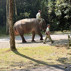 Asian Elephant - walking through zoo