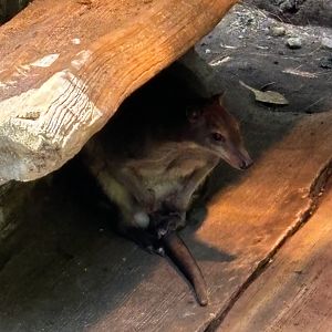 White-striped Dorcopsis