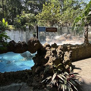Humboldt Penguin Exhibit - old Polar Bear enclosure