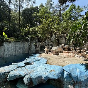 Humboldt Penguin Exhibit - old Polar Bear enclosure