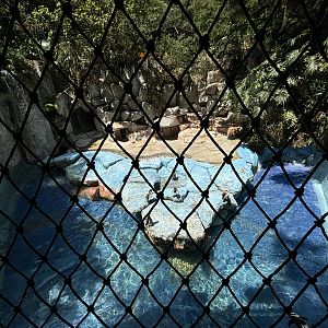 Humboldt Penguin Exhibit