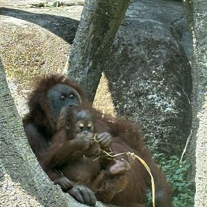 Bornean Orangutans