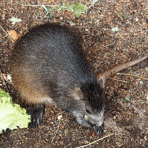 Desmarest's hutia (Capromys pilorides), 2024-06-08
