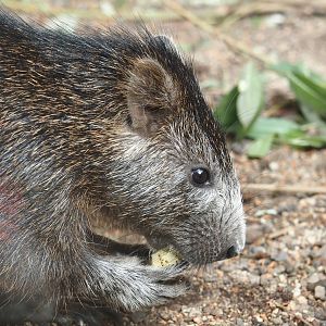 Desmarest's hutia (Capromys pilorides), 2024-06-08