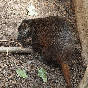 Desmarest's hutia (Capromys pilorides), 2024-06-08
