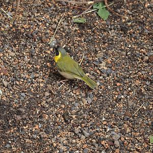 Cuban grassquit (Phonipara canora), 2024-06-08