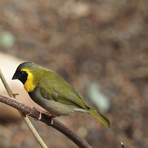 Cuban grassquit (Phonipara canora), 2024-06-08