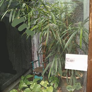 Graham's anole terrarium, 2024-06-08