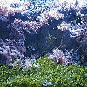 Aquarium - One of the marine tanks, 2024-06-08
