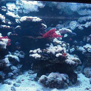 Aquarium - One of the marine tanks, 2024-06-08