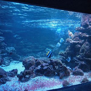 Aquarium - One of the marine tanks, 2024-06-08