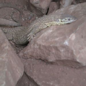 Spiny-tailed monitor 110423