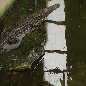 Crocodile house- ID? 110423
