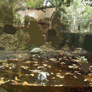 Rio Negro house - Former lowland paca exhibit, 2024-06-08