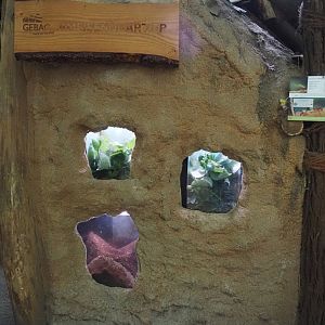 Rio Negro house - Lower part of the Leafcutter ant colony, 2024-06-08