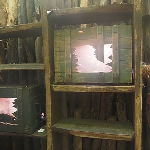 Rio Negro house - Upper part of the Leafcutter ant colony, 2024-06-08