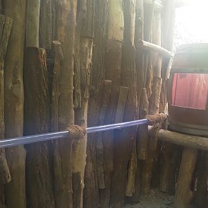 Rio Negro house - Upper part of the Leafcutter ant colony, 2024-06-08