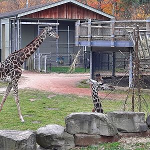 Masai Giraffe - Pippi