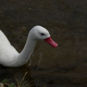 Flamingo lake- Coroscoba Swan 280822