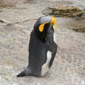 Penguin Harbour- King Penguin 280822
