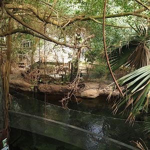 Rio Negro house - Smaller section of the manatee and South American fish tank, seen from the upper viewing area, 2024-06-08