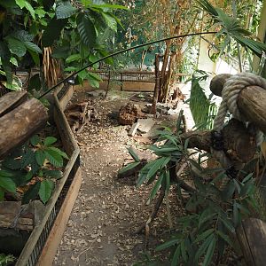 Rio Negro house - Red-footed tortoise exhibit next to the upper viewing area, 2024-06-08