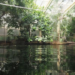 Rio Negro house - View above the manatee and South American fish tank, 2024-06-08