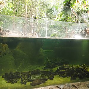 Rio Negro house - Smaller section of the manatee and South American fish tank, 2024-06-08