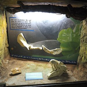 Rio Negro house - Display with tooth, skull and flipper of manatee, 2024-06-08
