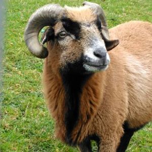 African Village- Cameroon Sheep 301024