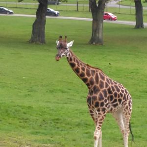African Village- Rothschild's giraffe 301024