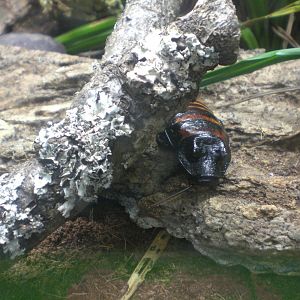 Sloth Paradise- Hissing cockroach 301024