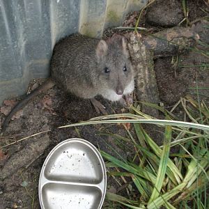 Koala creek- Long nose potoroo 301024
