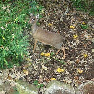 Jungle kingdom- Kirk's Dik-Dik 301024