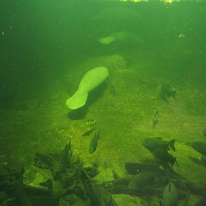 Rio Negro - Larger part of the Manatee and South American fish tank, 2024-06-08